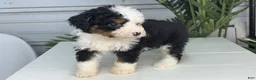 Mini Bernedoodle dogs for sale: Bubba - Ad 2
