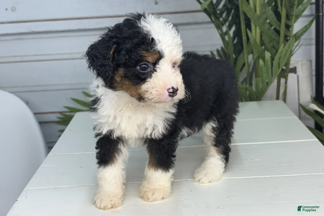 Mini Bernedoodle dogs for sale: Bubba - Ad 2
