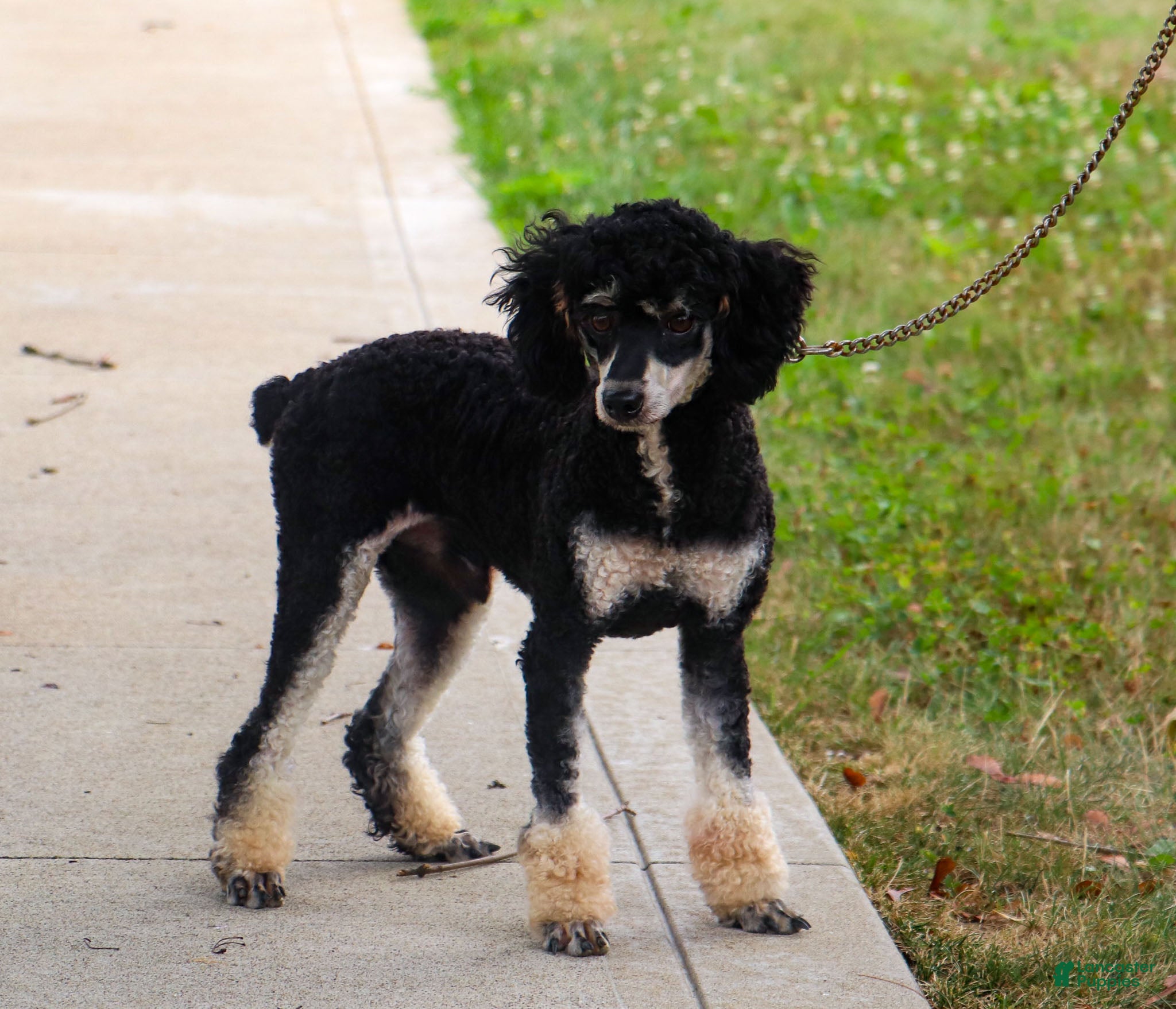 Miniature Poodle dogs for sale: Knight - Ad 4