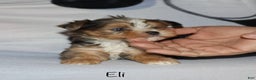 Yorkshire Terrier dogs for sale: Eli - blue merle parti - Ad 5