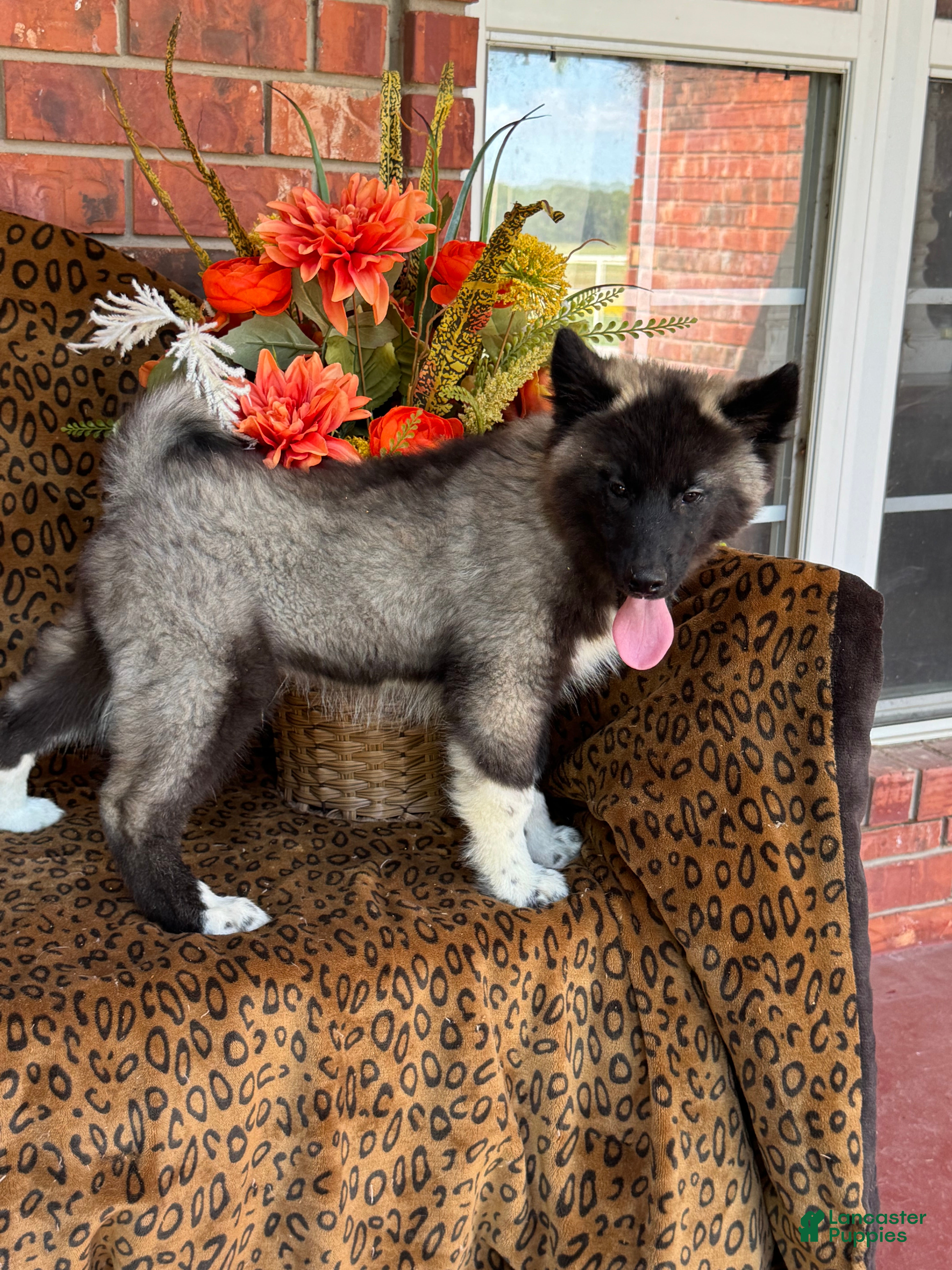 Siberian Husky dogs for sale: Rex - Ad 1