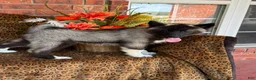Siberian Husky dogs for sale: Rex - Ad 1