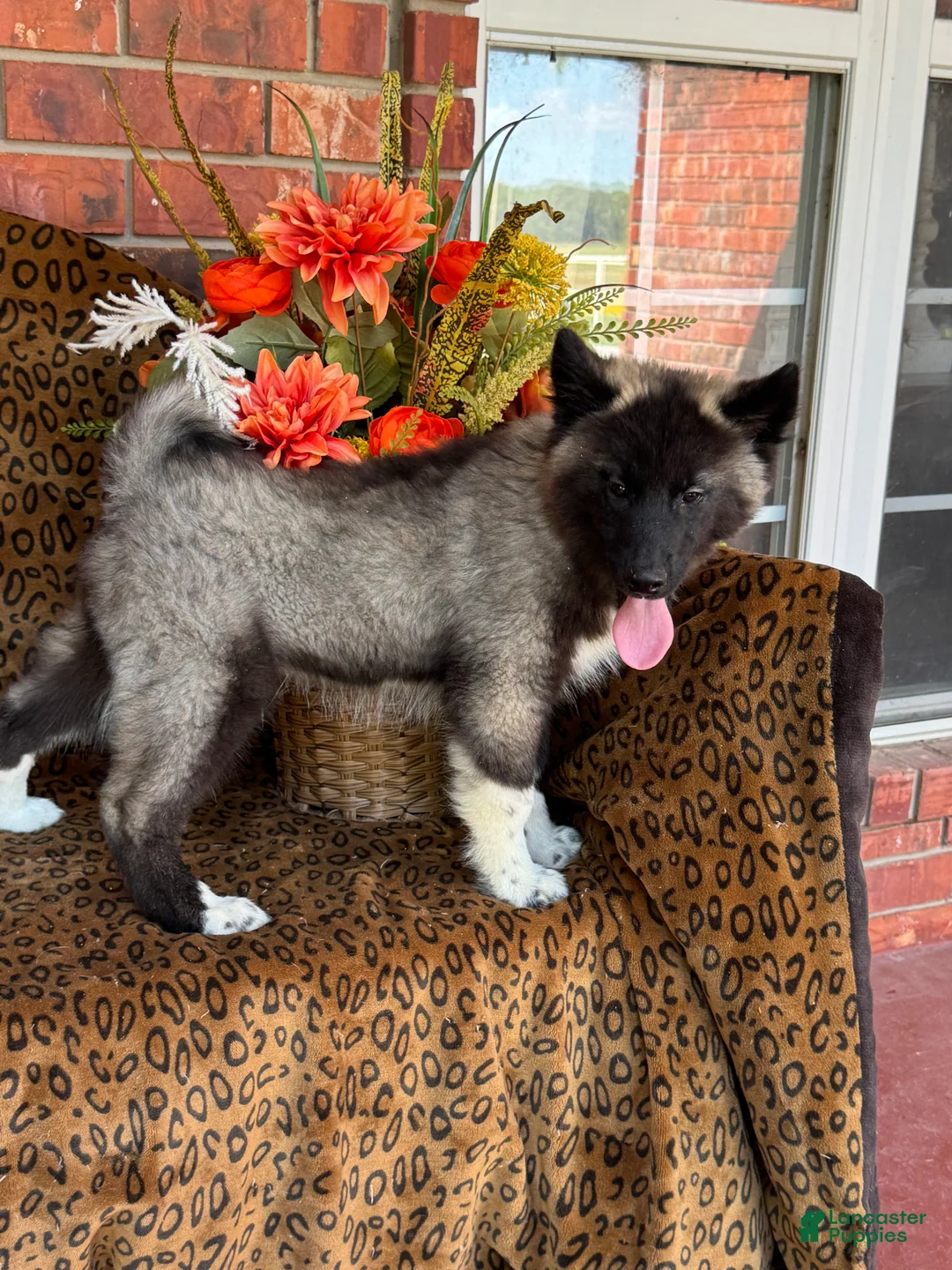 Siberian Husky dogs for sale: Rex - Ad 1