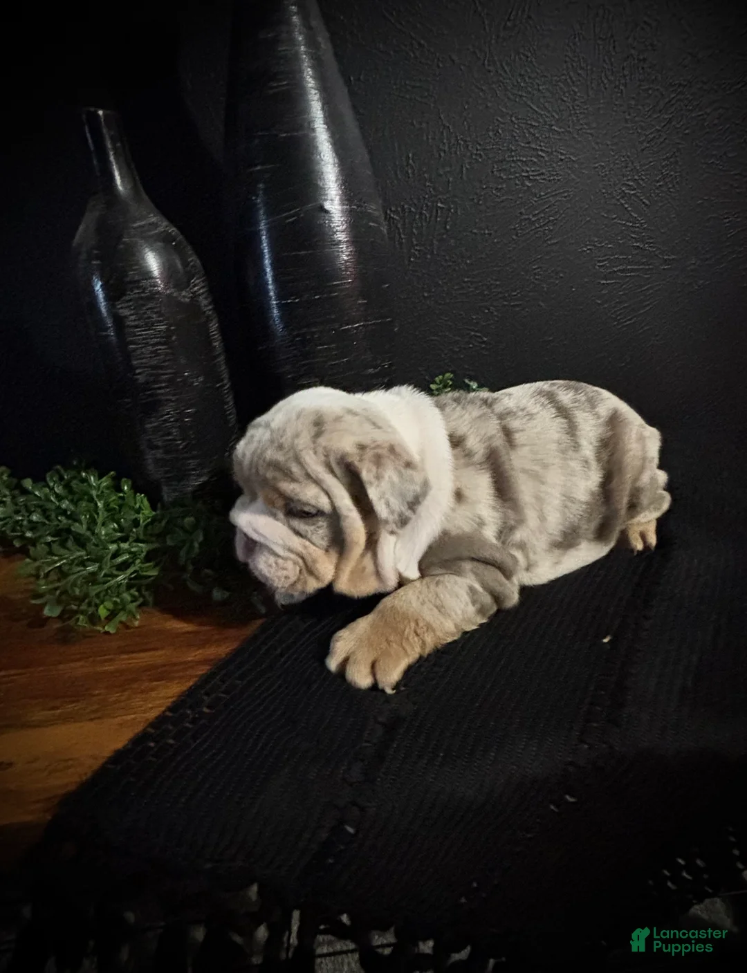 English Bulldog dogs for sale: Ace - Ad 3