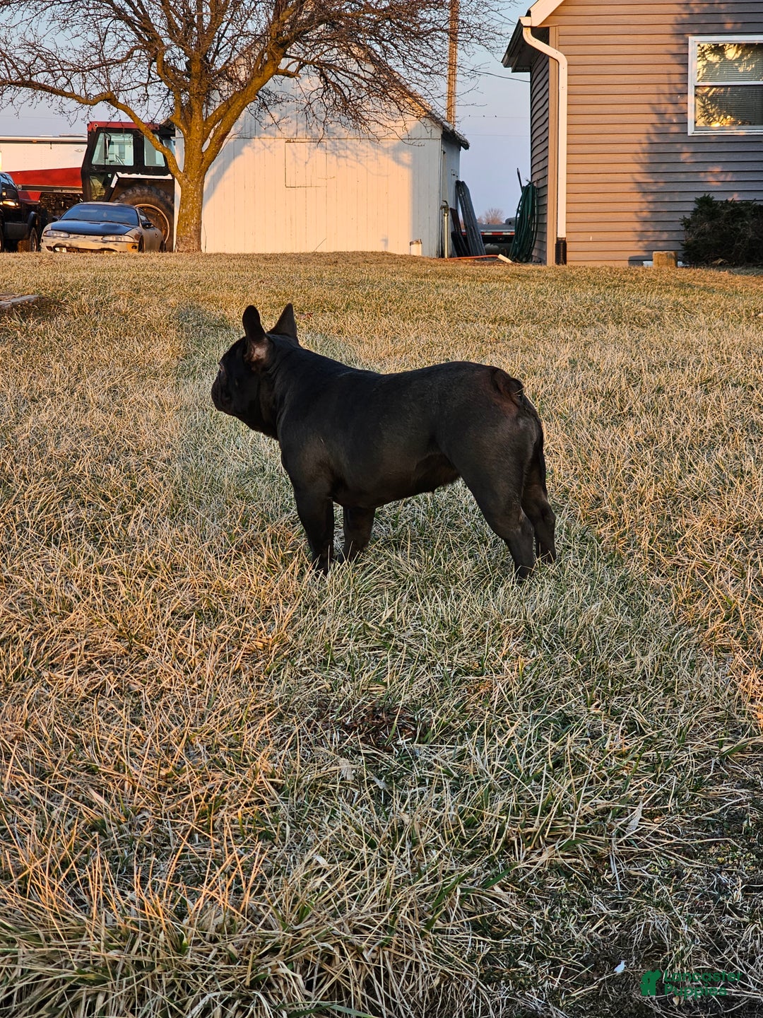 French Bulldog dogs for sale: Laylani  - Ad 3
