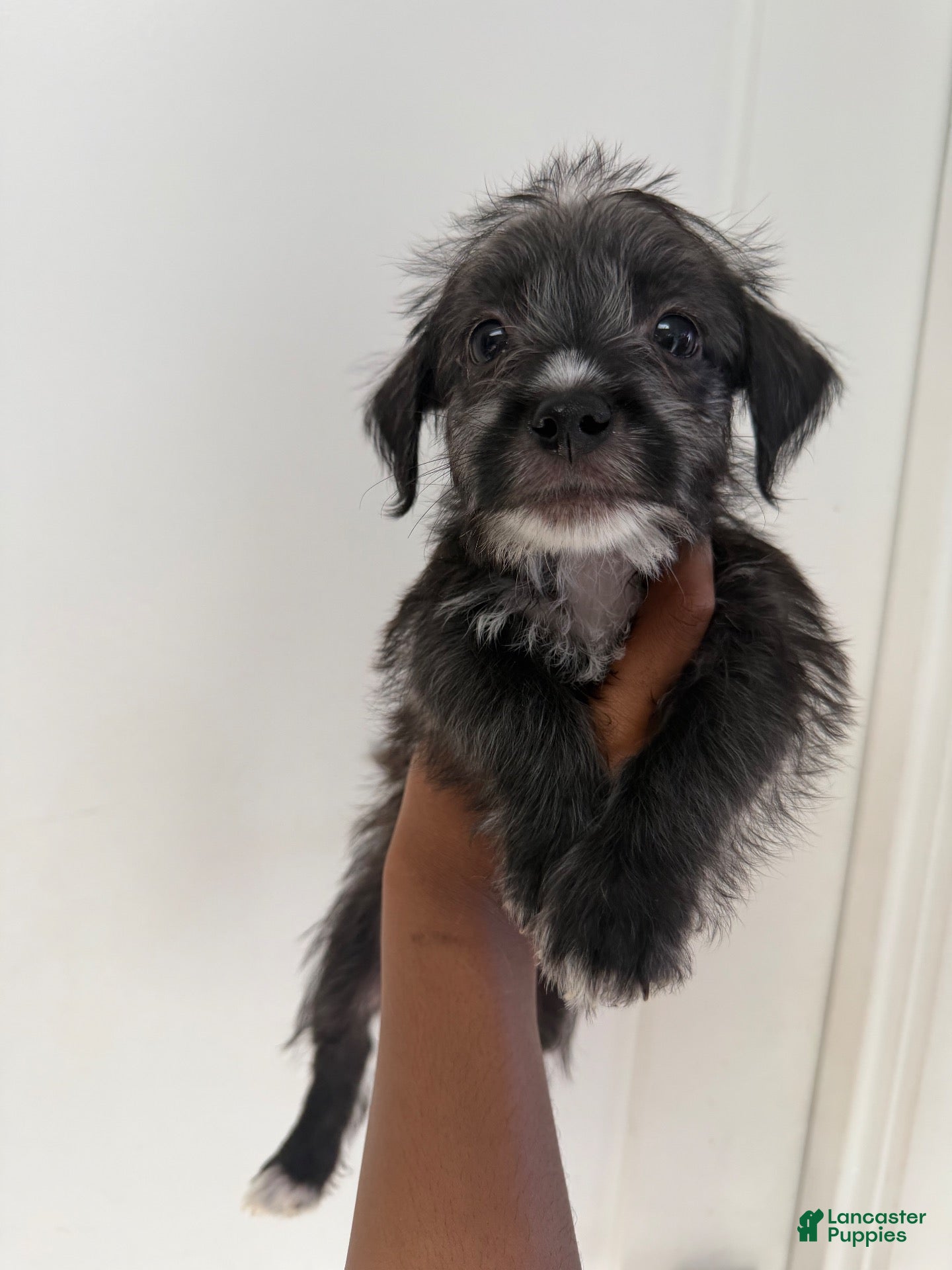 Mixed Breed dogs Mixed Breed 1 - Ad 22