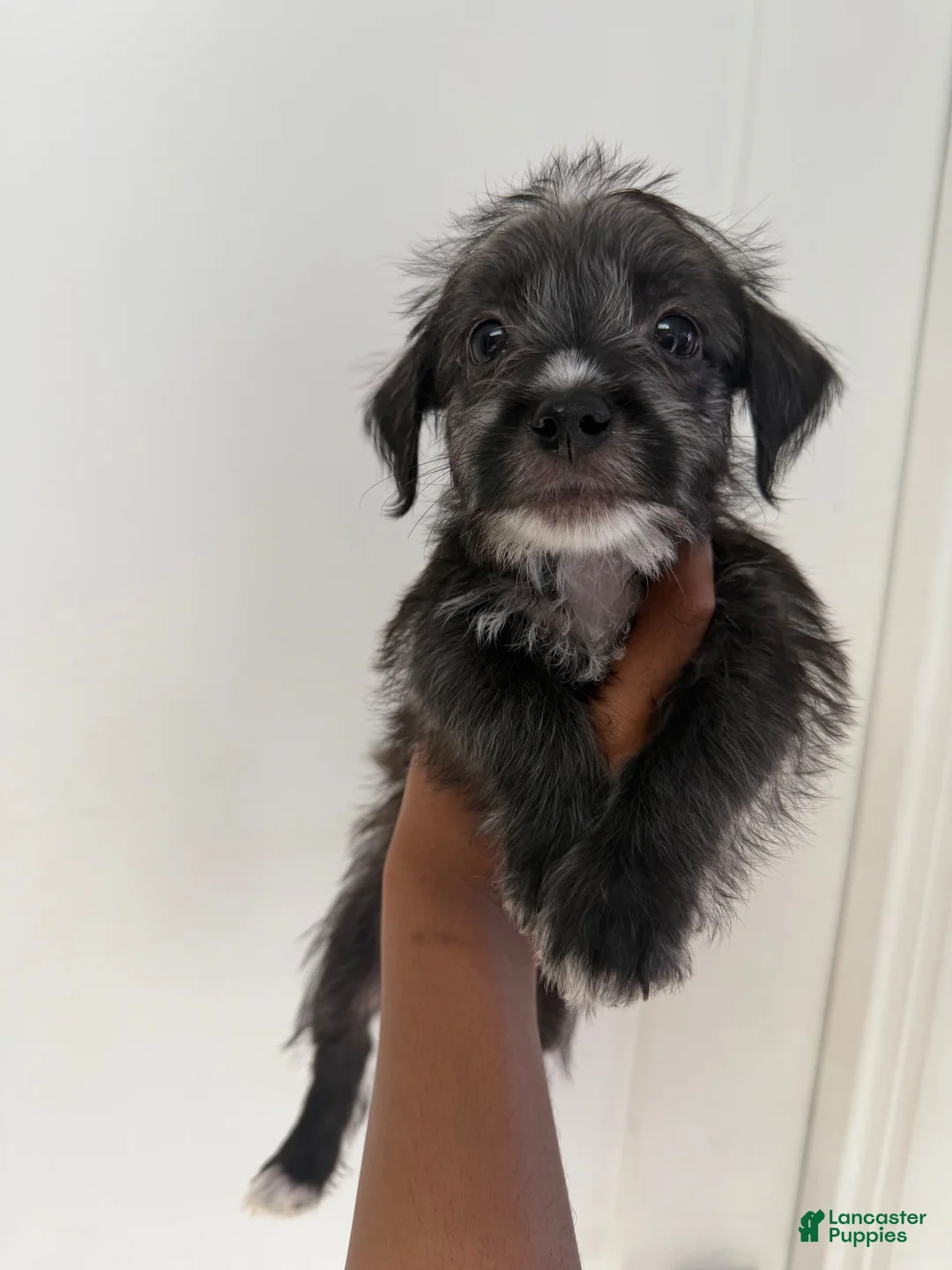 Mixed Breed dogs for sale: Mixed Breed 1 - Ad 1