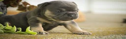 French Bulldog dogs for sale: Mia French Bulldog  - Ad 4