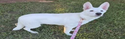 German Shepherd dogs for sale: German Shepherd 4 - Ad 3