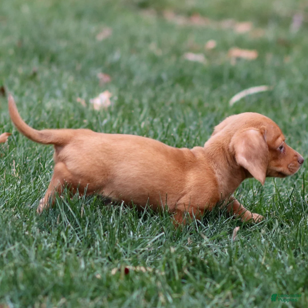 Dachshund dogs for sale: Harley - Ad 8