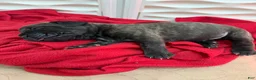 Cane Corso dogs for sale: Black Brindle - Lucky - Ad 3