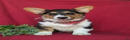 Welsh Corgi Pembroke dogs for sale: Garrity - Ad 2