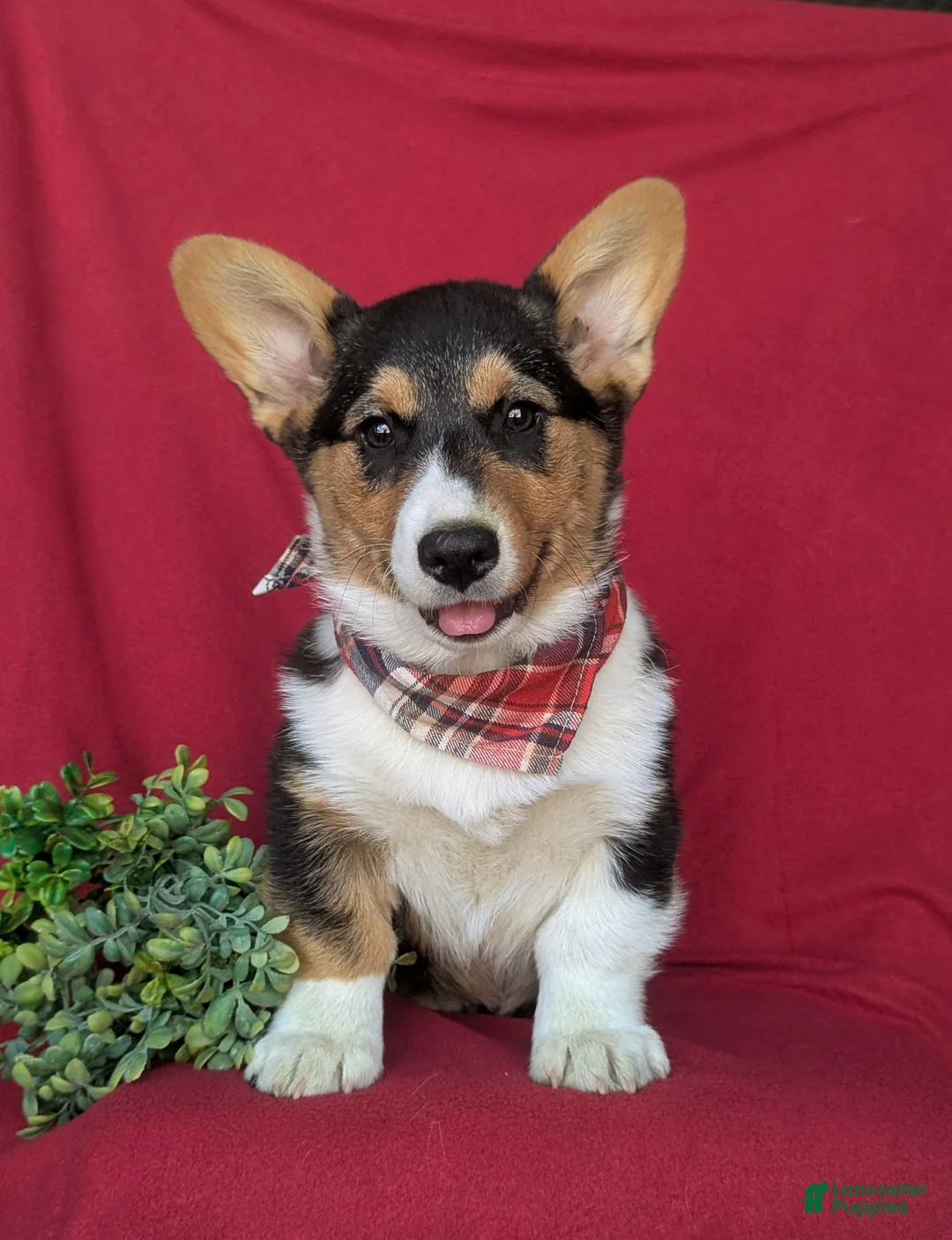 Welsh Corgi Pembroke dogs for sale: Garrity - Ad 2