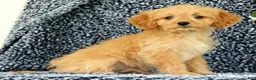 Cavapoo dogs for sale: Wyatt - Ad 3
