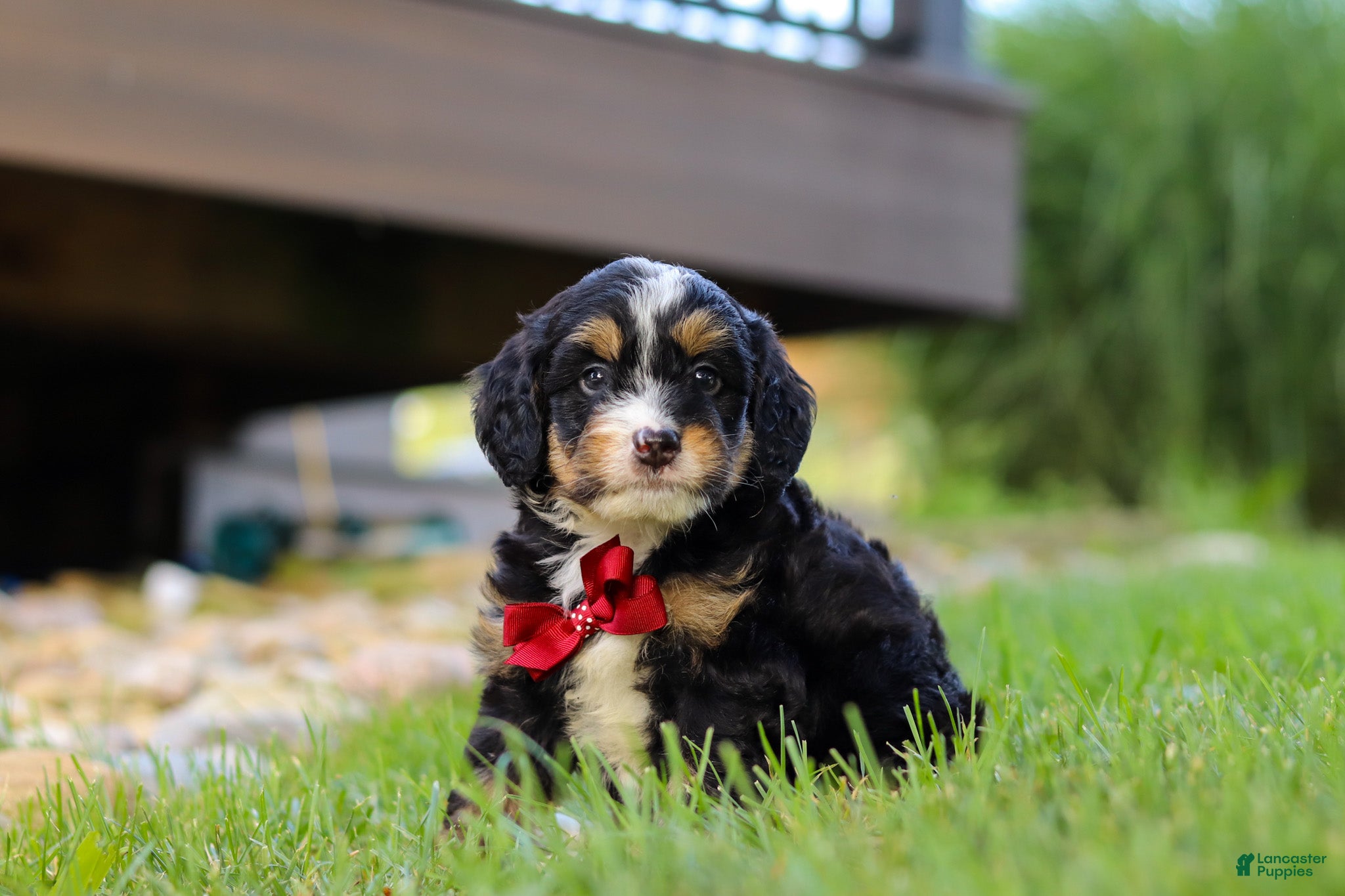 Mini Bernedoodle dogs for sale: Wolverine - Ad 2