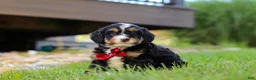 Mini Bernedoodle dogs for sale: Wolverine - Ad 2