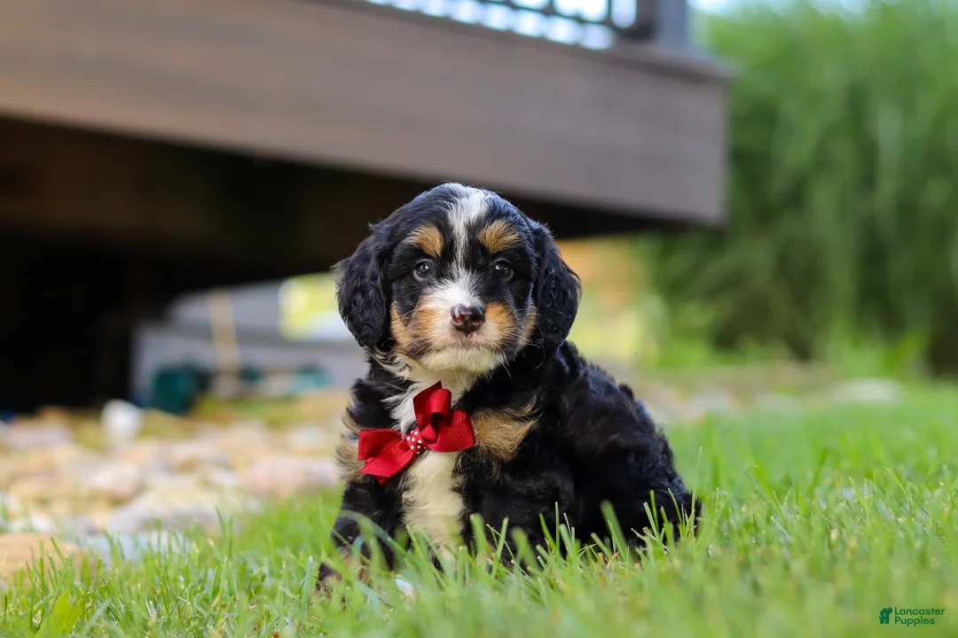 Mini Bernedoodle dogs for sale: Wolverine - Ad 2