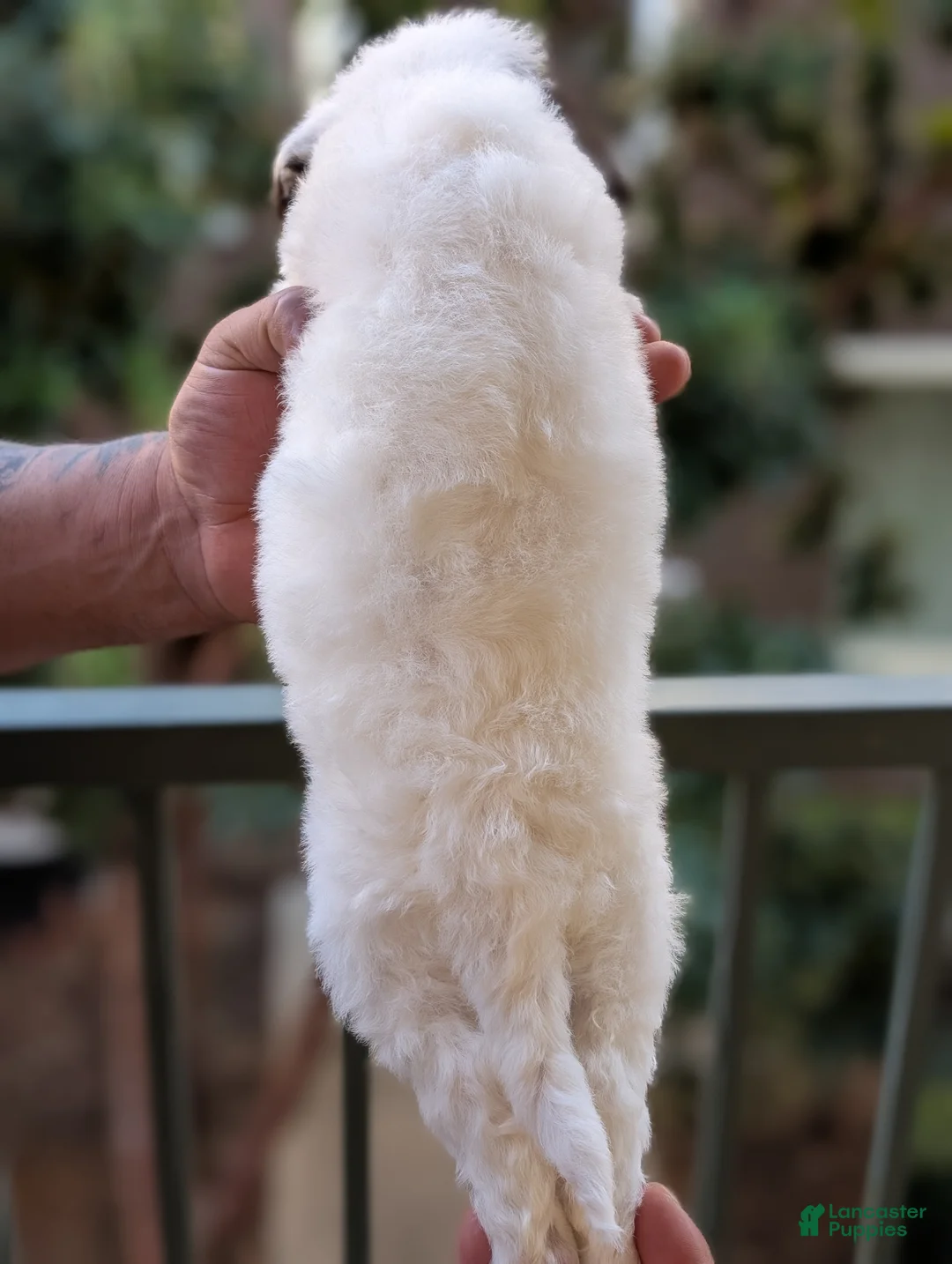 Mixed Breed dogs for sale: FRANKIE GIRL - Ad 4