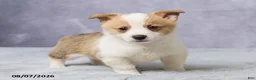 Welsh Corgi Pembroke dogs for sale: Andy - Ad 4