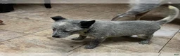 Australian Cattle Dog dogs for sale: Australian Cattle Dog 2 - Ad 3