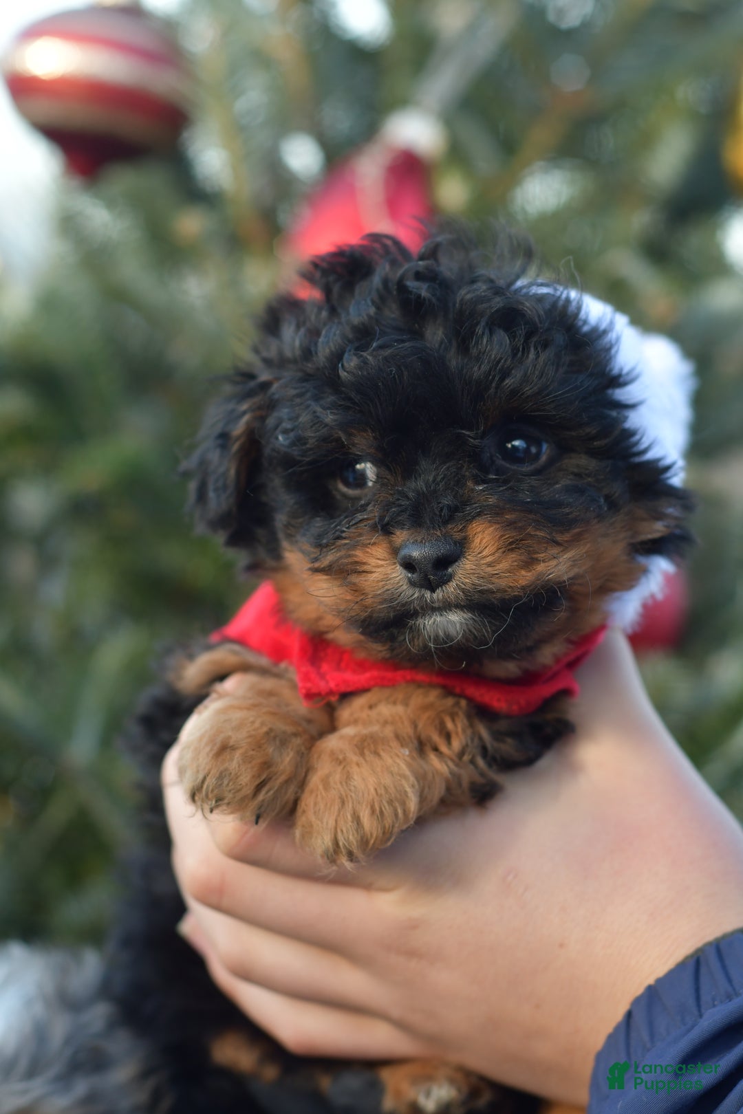 Mini Aussiedoodle dogs for sale: Grizzly - Ad 14