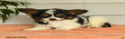 Papillon dogs for sale: Philip - Ad 3