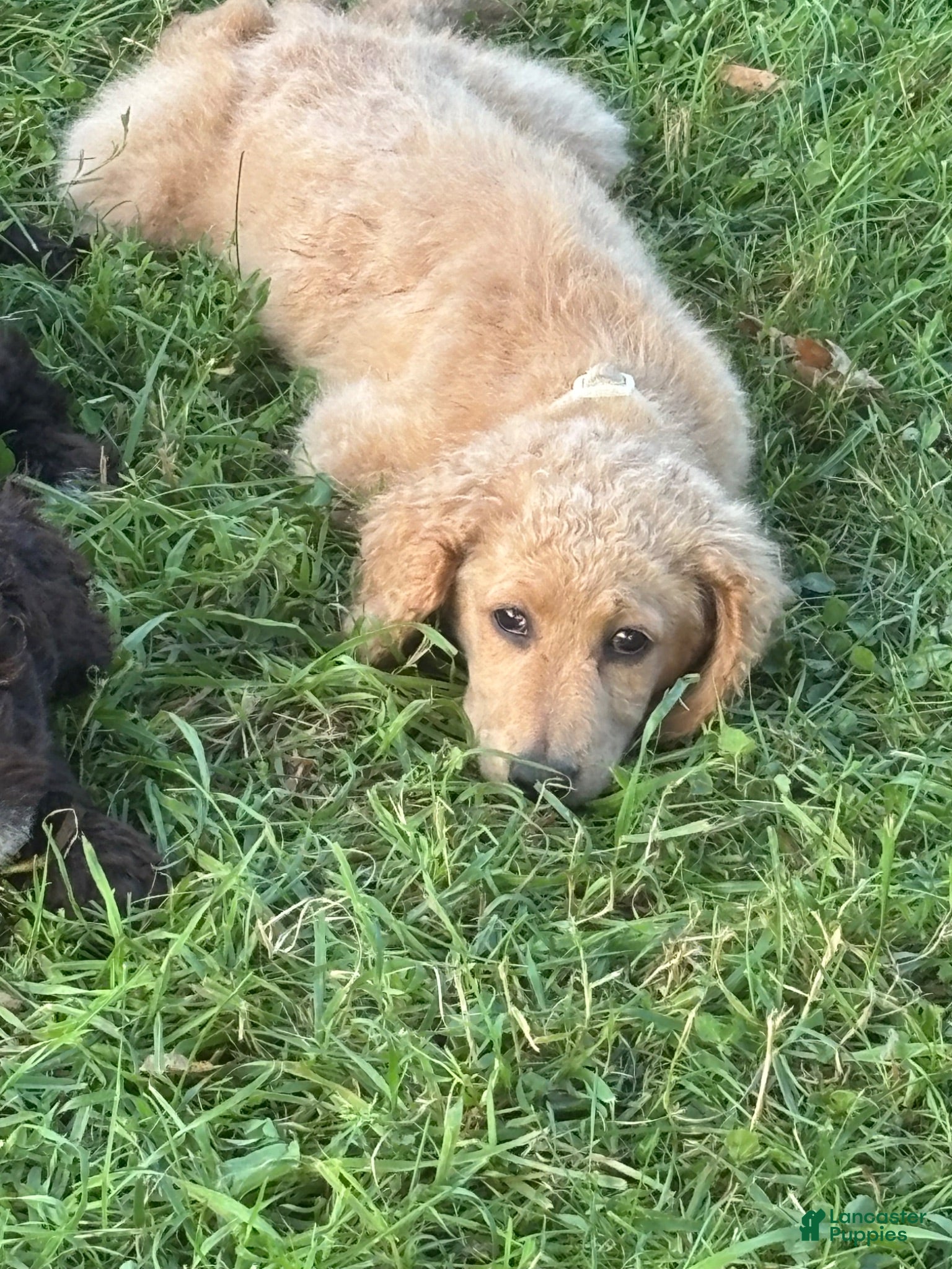 Goldendoodle dogs Stella - Ad 37
