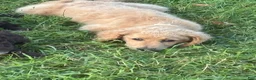 Goldendoodle dogs for sale: Stella - Ad 1
