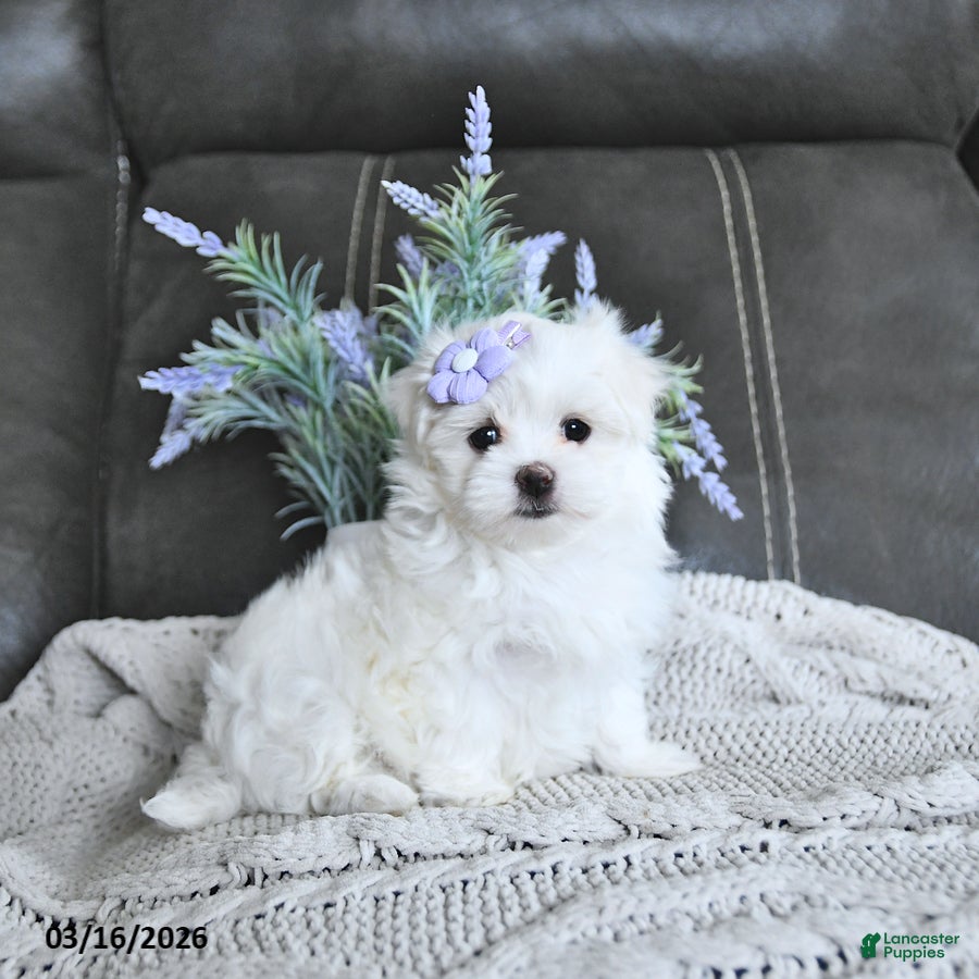 Maltese dogs Blossom EXTRA SMALL - Ad 2