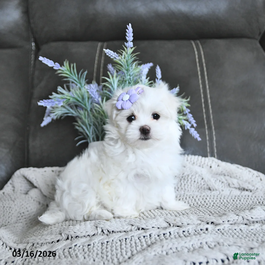 Maltese dogs for sale: Blossom EXTRA SMALL - Ad 2