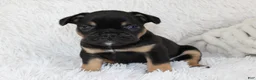 French Bulldog dogs for sale: Joey - Ad 2