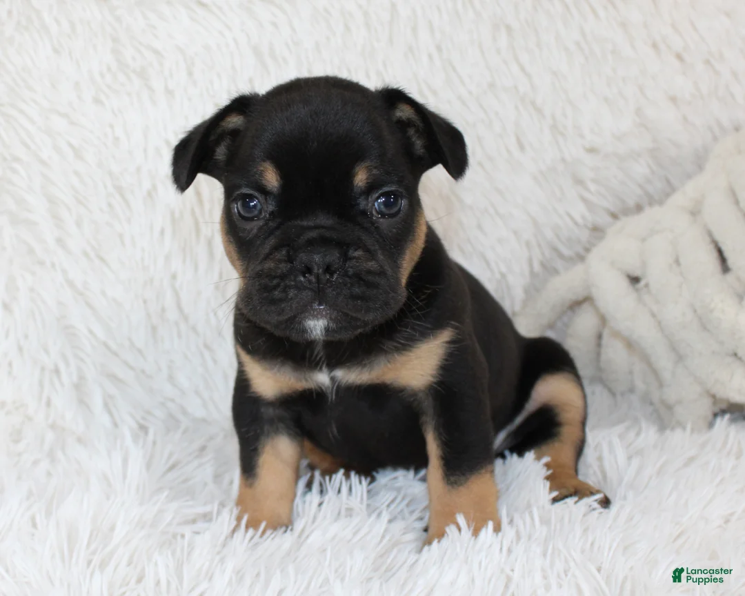 French Bulldog dogs for sale: Joey - Ad 2