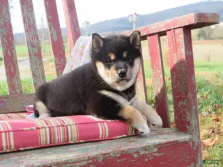 Shiba Inu dogs Shiba Inu Puppy 4 Stacy - Ad 29