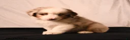 Miniature Australian Shepherd dogs for sale: Paddington - Ad 5