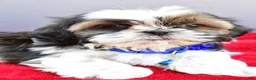 Shih Tzu dogs for sale: Sage - Ad 4