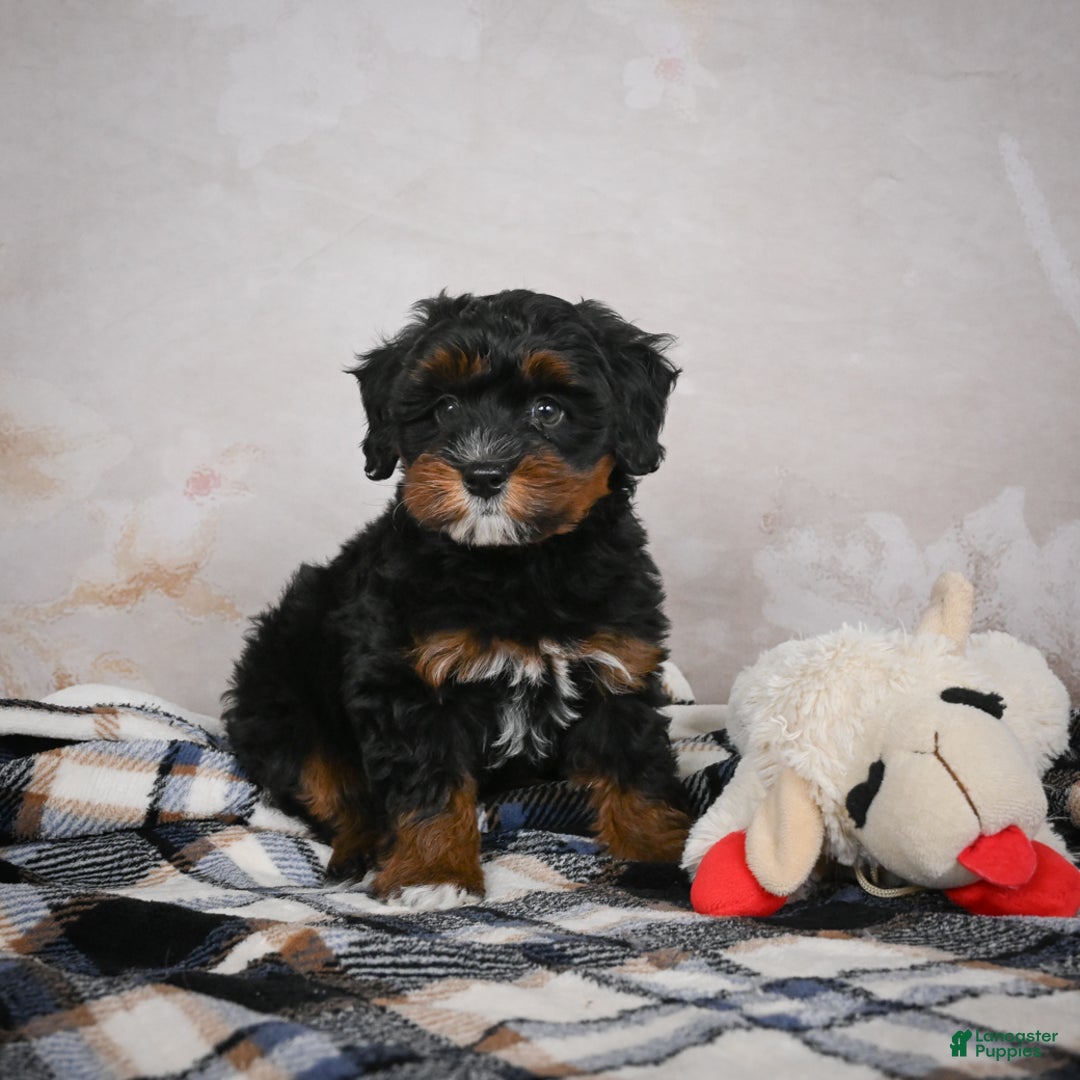 Bernedoodle dogs for sale: Kobe - Ad 7