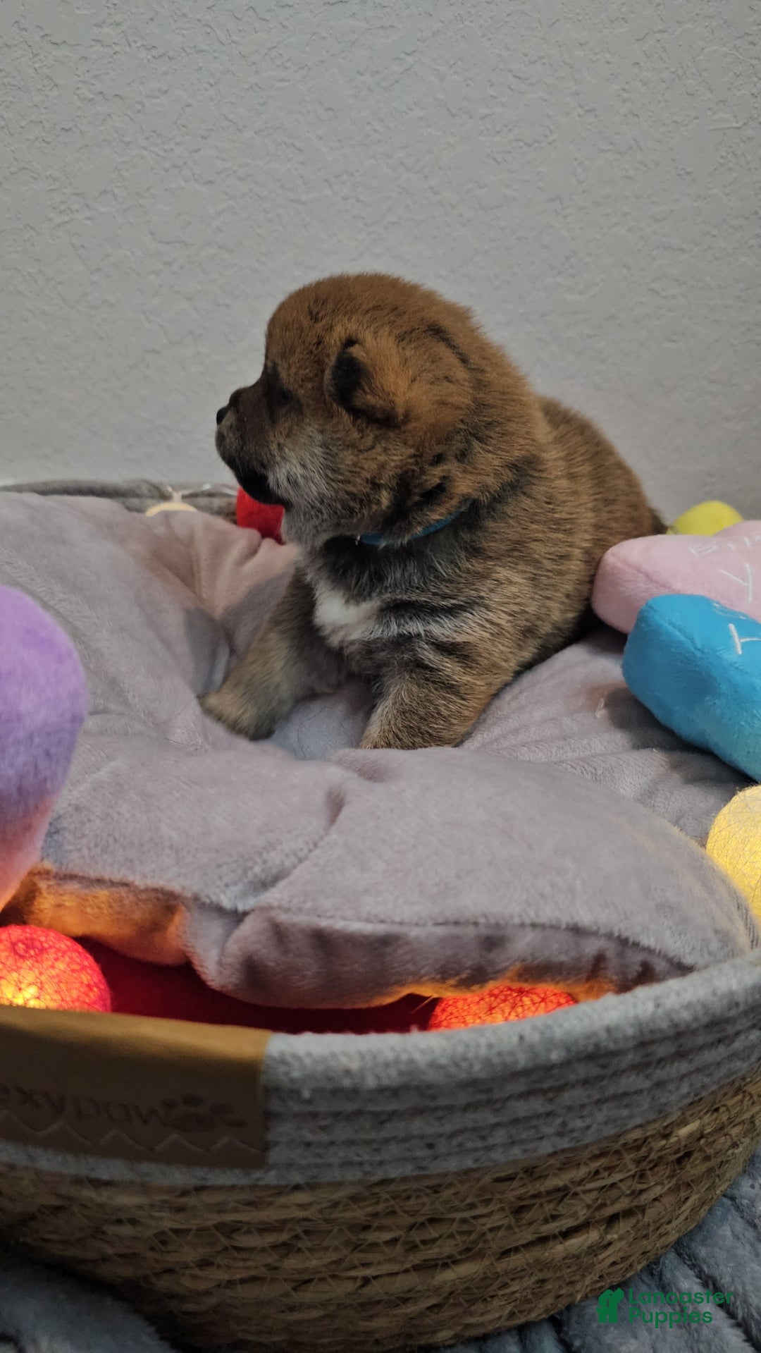 Shiba Inu dogs for sale: Kaito - Ad 7