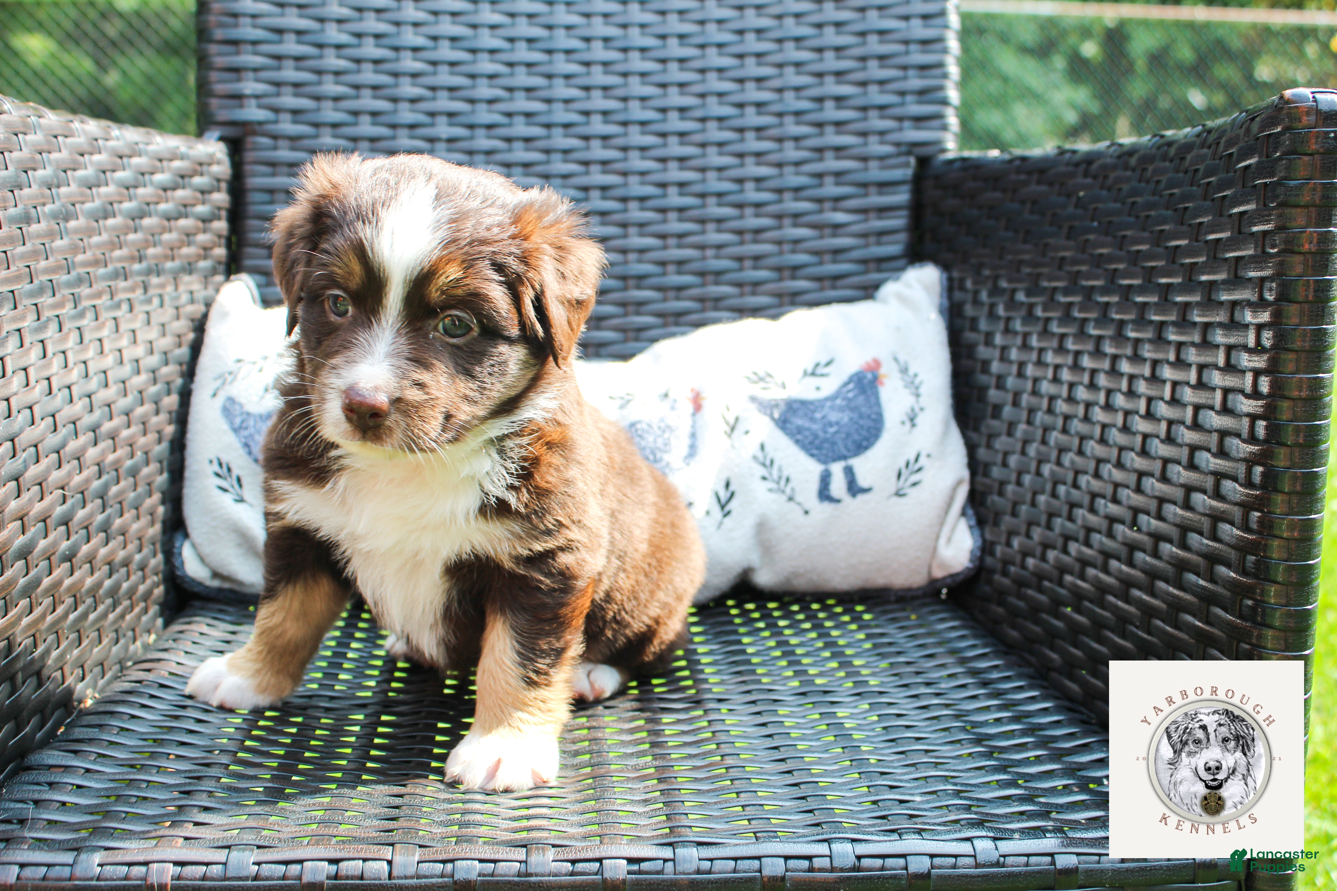 Miniature Australian Shepherd dogs Nancy Reagan - Ad 1