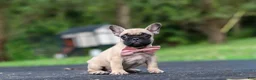 French Bulldog dogs for sale: Callie - Ad 7