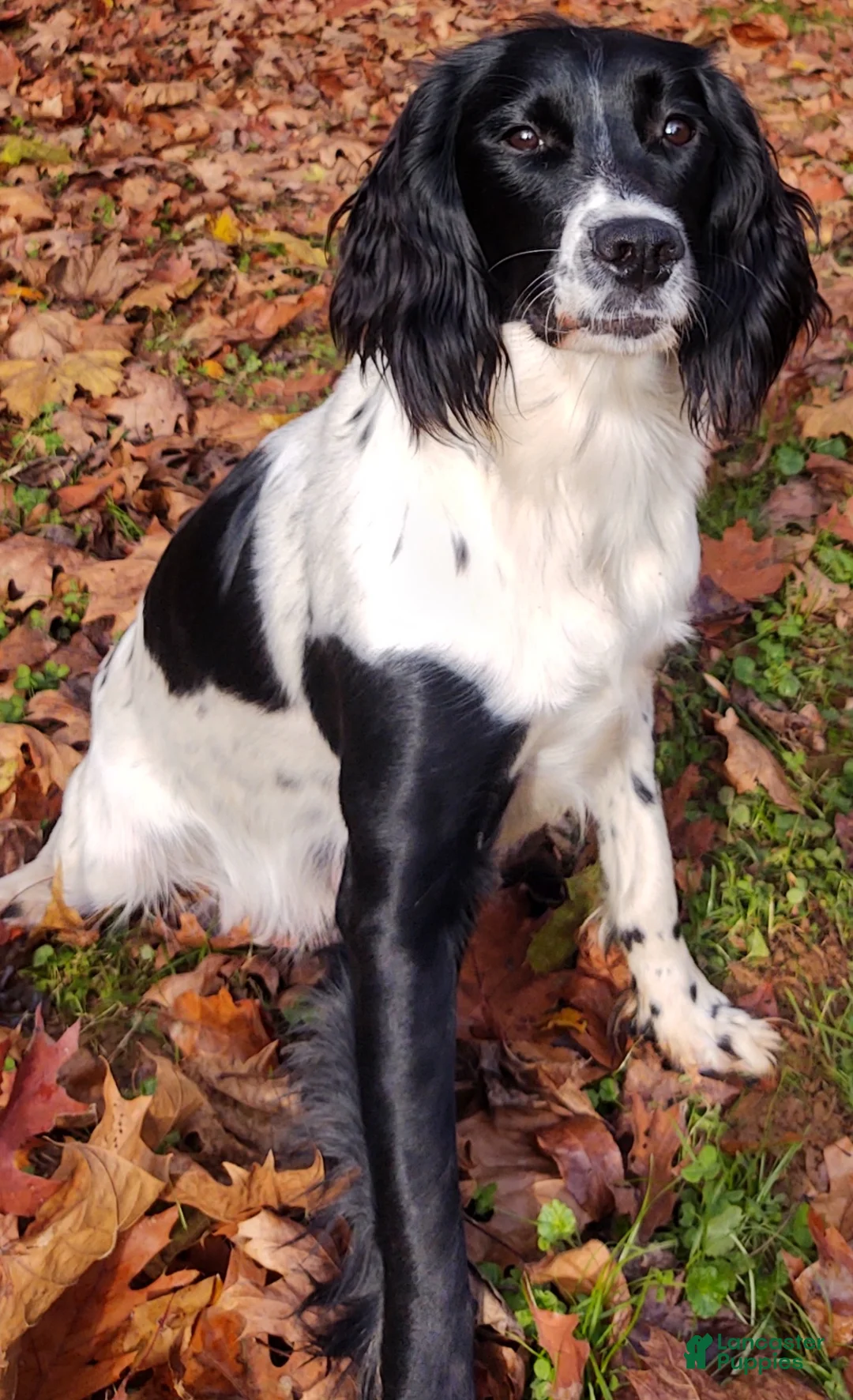 English Springer Spaniel dogs for sale: Summer - Ad 2
