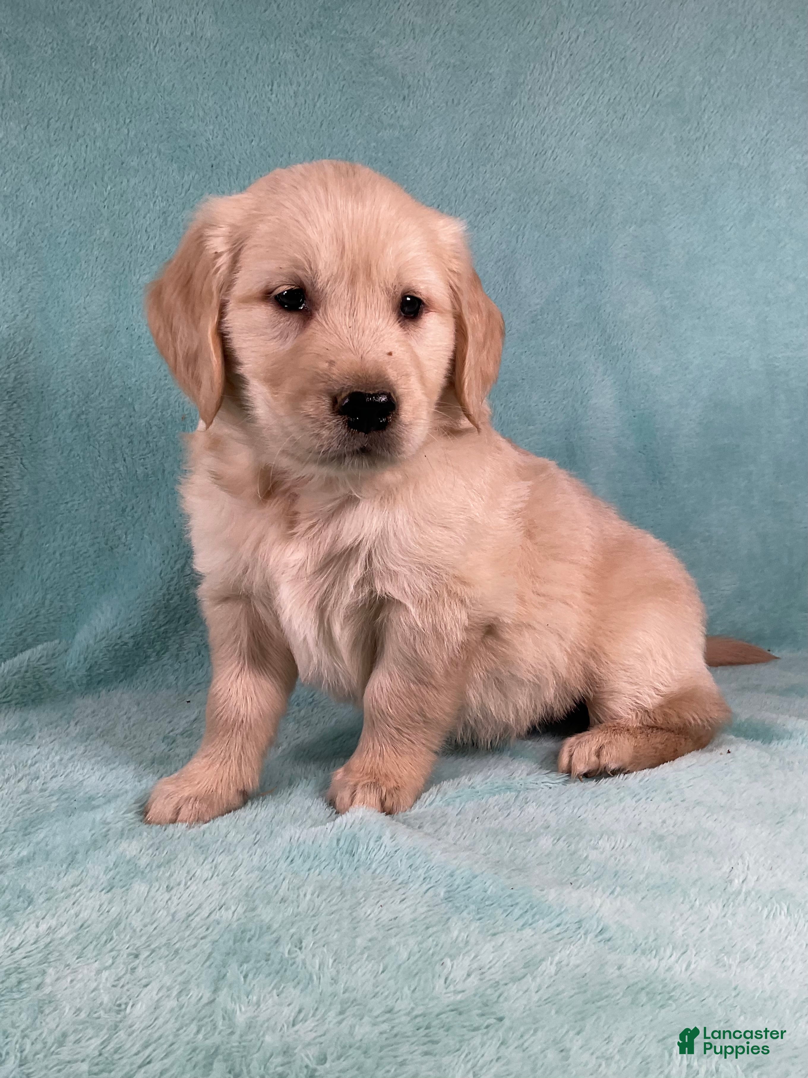 Golden Retriever dogs Tucker - Ad 1