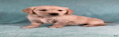 Tucker