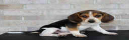 Beagle dogs for sale: Biscuit - Ad 3