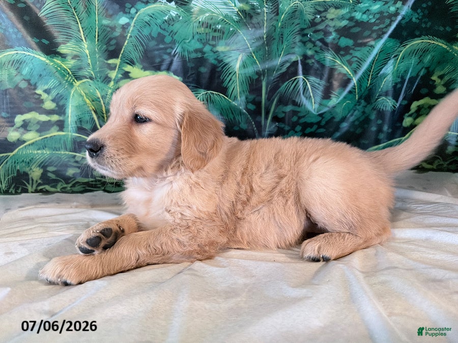 Golden Retriever dogs Candy - Ad 2