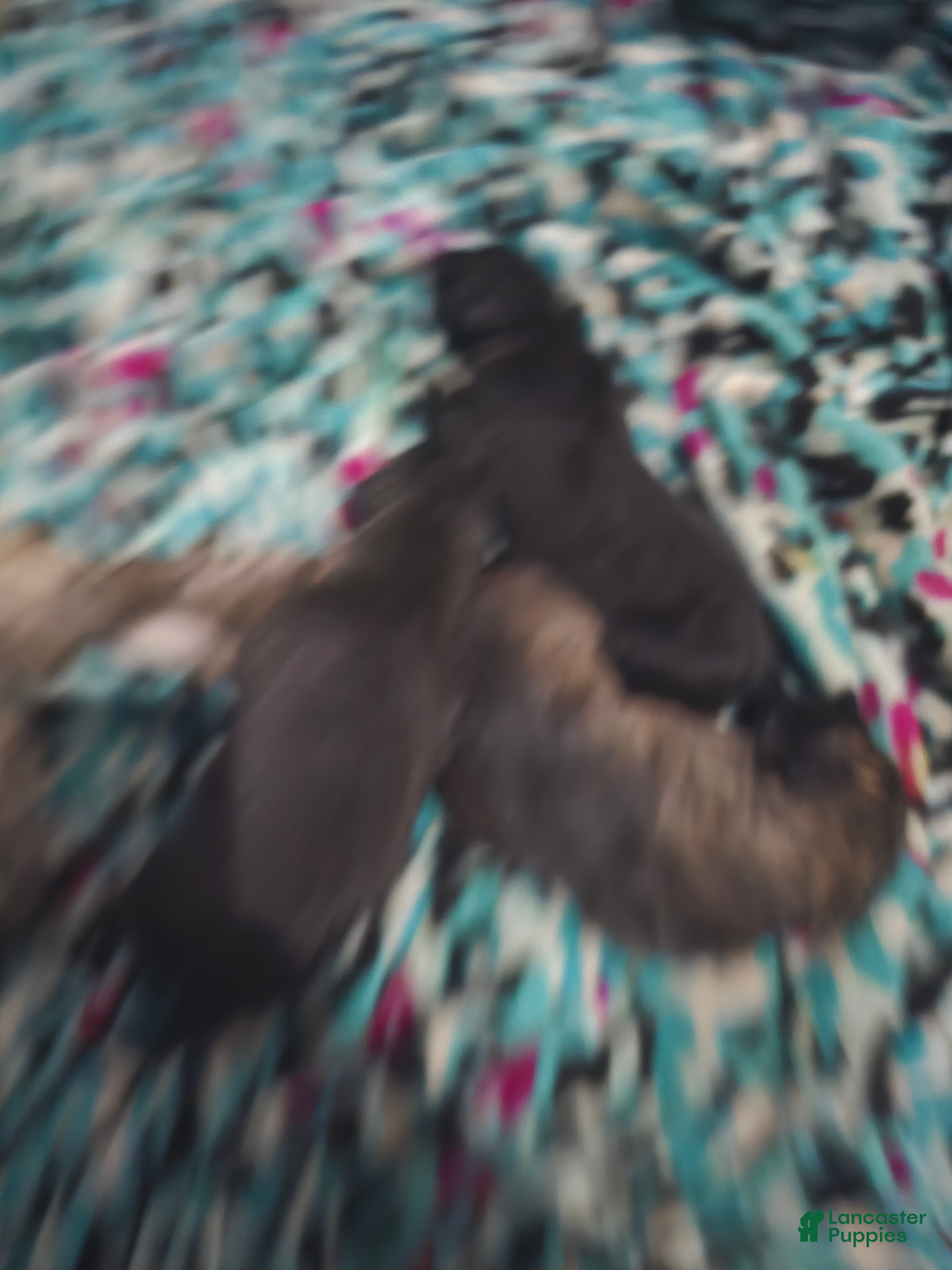 Mixed Breed dogs for sale: Mixed Breed 4 - Ad 1