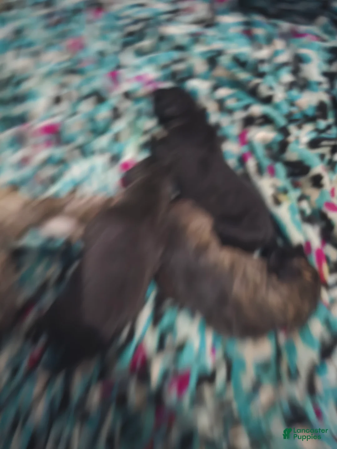 Mixed Breed dogs for sale: Mixed Breed 4 - Ad 1