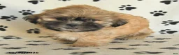 Shih Tzu dogs for sale: Pete - Ad 3