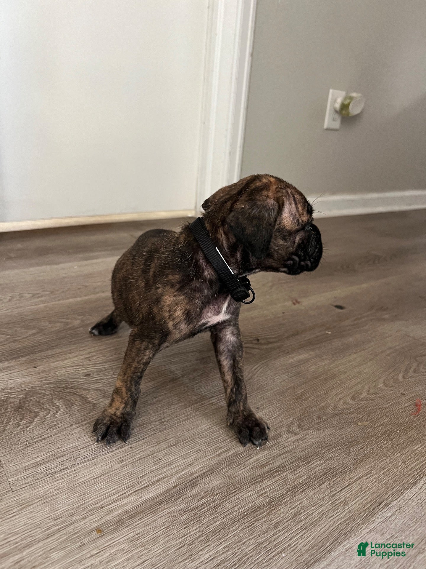 Cane Corso dogs Cane Corso 5 - Ad 1