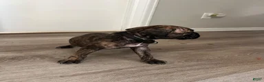 Cane Corso 5