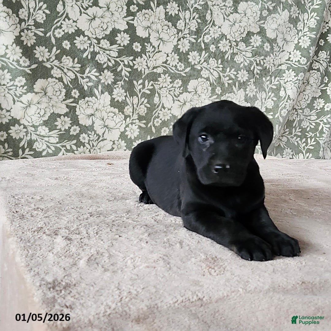 Labrador Retriever dogs for sale: Sassy - Ad 5